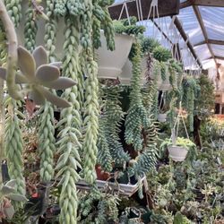 Ames Greenhouse & Antiques