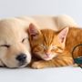 Photo of Your Friends At Dacula Animal Hospital 