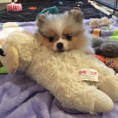 Tik Tok Pomeranian Sssniperwolf From Pee Pad To Outside Shop