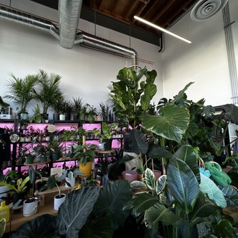 Bloomsgiving - Plant section - Florists Near Me - Mountain View, California