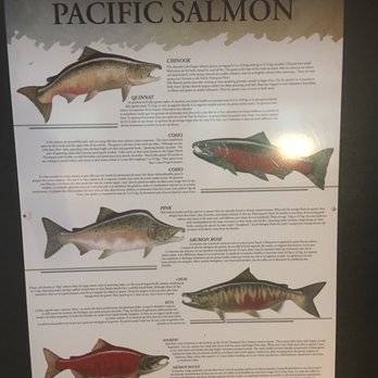 Capilano Salmon Hatchery - Parks Near Me - North Vancouver, British Columbia Capilano Salmon Hatchery - Parks Near Me - North Vancouver, British Columbia