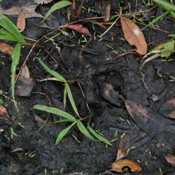 Florida Panther National Wildlife Refuge - The first florida panther print