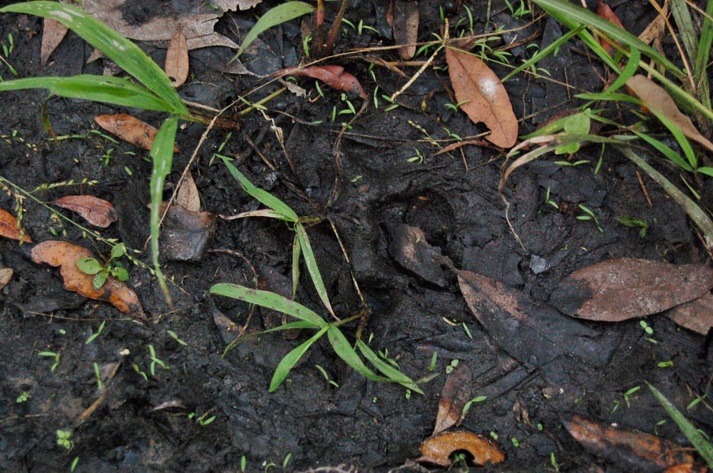 Florida Panther National Wildlife Refuge Image