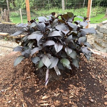 Wilson Bros. Gardens - $67 plant /3g from local nursery. Double size and healthier from local nursery. - Nurseries & Gardening Near Me - McDonough, Georgia Wilson Bros. Gardens - $67 plant /3g from local nursery. Double size and healthier from local nursery. - Nurseries & Gardening Near Me - McDonough, Georgia