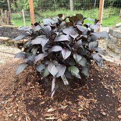 Wilson Bros. Gardens - $67 plant /3g from local nursery. Double size and healthier from local nursery.
