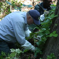 Poison Ivy Horticulturist - Umar & crew digging up and removing poison ivy.
