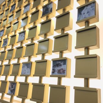3Cat Handcrafted Beverage - Photo wall of cats, bring your photo - Bubble Tea Near Me - San Gabriel, California