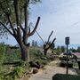 Photo of American Arbors Tree Service