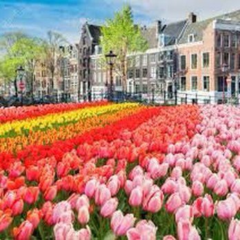 Luna Travel - Holland. Tulips - Travel Agents Near Me Luna Travel - Holland. Tulips - Travel Agents Near Me
