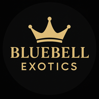 Bluebell Exotics - Company Logo - Town Car Service Near Me - Boston, Massachusetts Bluebell Exotics - Company Logo - Town Car Service Near Me - Boston, Massachusetts