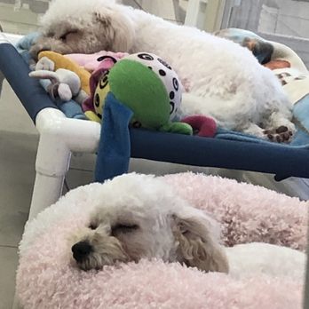 Doggi Dogi Spa - Pet Groomers Near Me - Fullerton, California