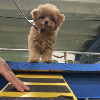 K9 Culture Dog Training - Pet Training Near Me