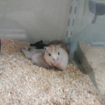Pet Planet - Pet Stores Near Me - Riverton, Utah