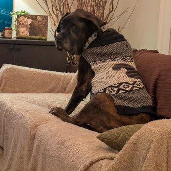 Compassionate Veterinary Hospice - Our dog goose - Veterinarians Near Me Compassionate Veterinary Hospice - Our dog goose - Veterinarians Near Me