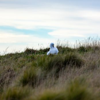 Royal Albatross Centre - Baby albatross, as seen from the main observation area. Binoculars are provided. - Active Life Near Me - Dunedin, OTA Royal Albatross Centre - Baby albatross, as seen from the main observation area. Binoculars are provided. - Active Life Near Me - Dunedin, OTA