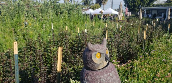 Alma Backyard Farms by null