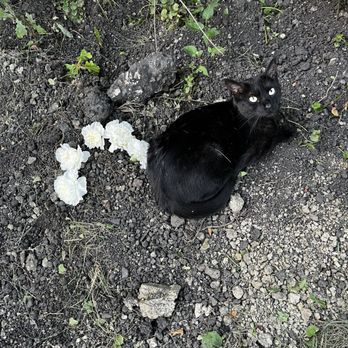 VEG ER for Pets - Cloud's 4 year old mother on his grave - Emergency Pet Hospital Near Me - Oak Brook, Illinois VEG ER for Pets - Cloud's 4 year old mother on his grave - Emergency Pet Hospital Near Me - Oak Brook, Illinois