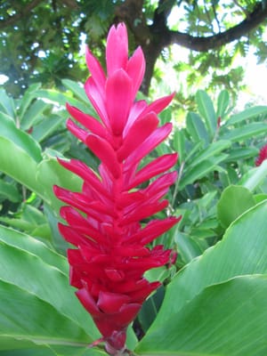 Mauna Loa Macadamia Nut Visitor Center by null
