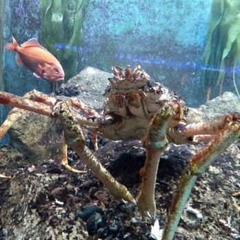 Shedd Aquarium - Aquariums Near Me - Chicago, Illinois Shedd Aquarium - Aquariums Near Me - Chicago, Illinois