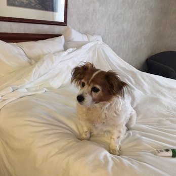 Shilo Inns - Klamath Falls - Shelby on her comfy bed - Hotels Near Me - Klamath Falls, Oregon