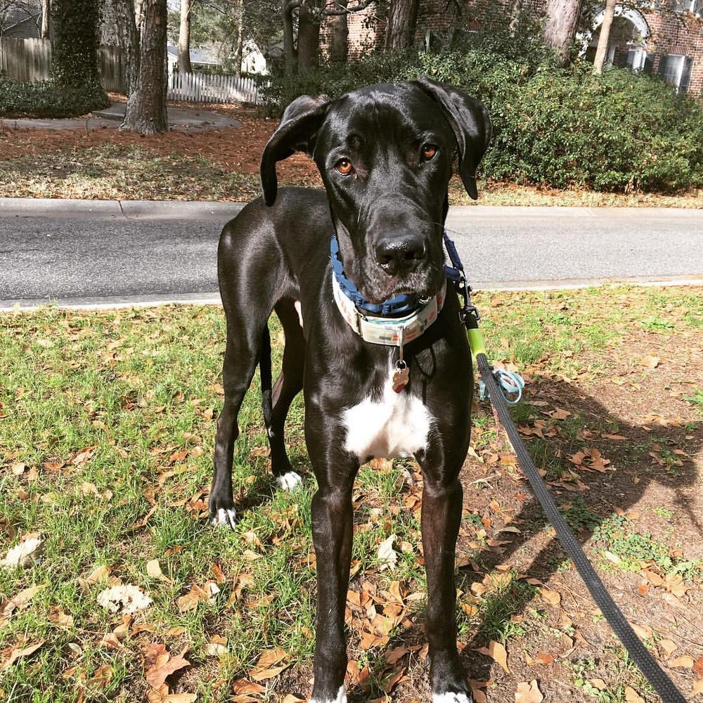 Leash Up Dog Walking & Pet Care - pet boarding facility in Charleston, SC