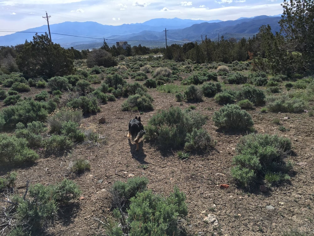 Cold Nose Kennels - pet boarding facility in Mound House, NV