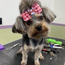 The Dog Father Groomery - Angel gettin her sassy attitude back!