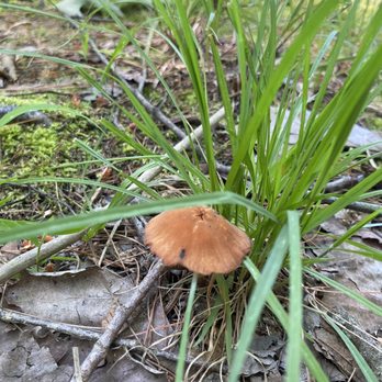 Cranberry Bog - mushroom - Parks Near Me