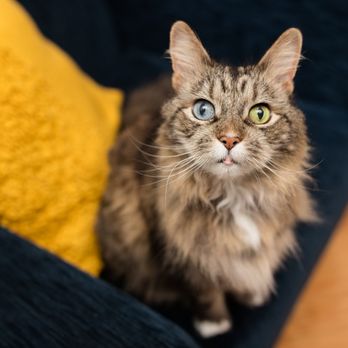 Photography by Erica Danger - Pet Photography Near Me