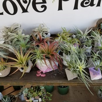 TreasureFest - Peace Love Plant is an amazing vendor selling succulents and air plants. They have air plants that bloom flowers (very hard to find). - Flea Markets Near Me - San Francisco, California TreasureFest - Peace Love Plant is an amazing vendor selling succulents and air plants. They have air plants that bloom flowers (very hard to find). - Flea Markets Near Me - San Francisco, California