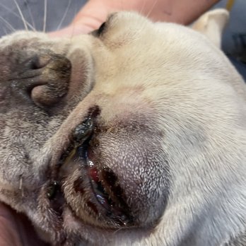 Spa Paws Hotel - Punctured eye from Spa Paw - Pet Groomers Near Me - Fort Worth, Texas