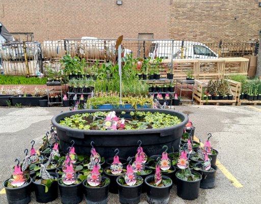 Koi and More Pond Shop