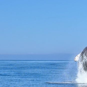 Discovery Whale Watch - Humpback whale breaching - Whale Watching Tours Near Me - Monterey, California
