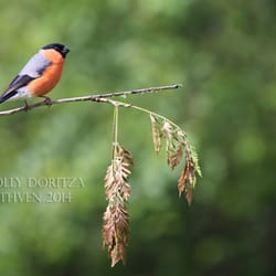 Forest Farm and Glamorgan Canal - Male bullfinch at the newest hide at Forest Farm