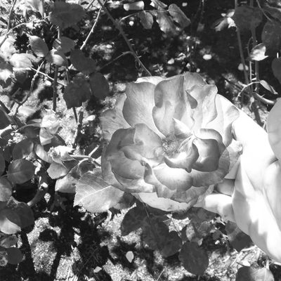 Rose Garden at Victory Park by null