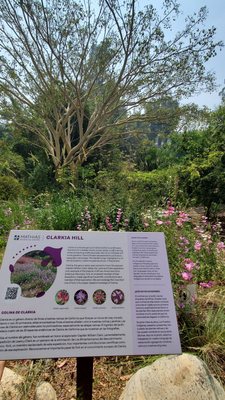 Franklin D. Murphy Sculpture Garden by null