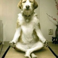 Namaste Dog Walking Company