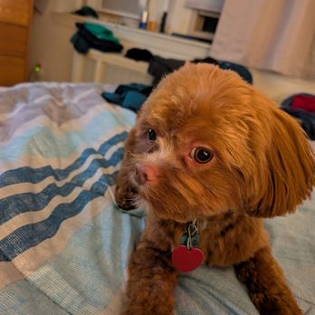 Stylish Pooch - Pet Groomers Near Me Stylish Pooch - Pet Groomers Near Me