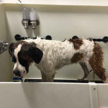 The Puddle - During. - Pet Services Near Me - South Elgin, Illinois