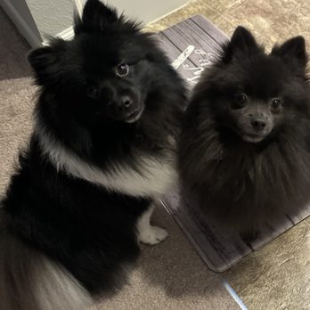 Parkway Pet Resort - Pet Sitting Near Me - Lakeland, Florida Parkway Pet Resort - Pet Sitting Near Me - Lakeland, Florida