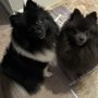 Photo of Parkway Pet Resort