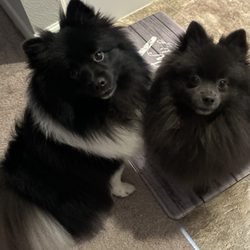 Parkway Pet Resort