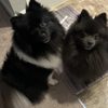Parkway Pet Resort gift card