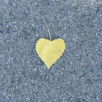Jordan River Trail - Love the heart shaped leaves - Hiking Near Me Jordan River Trail - Love the heart shaped leaves - Hiking Near Me