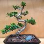 Photo of Tampa Bonsai