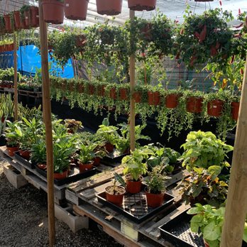 Martinez Nursery - Nurseries & Gardening Near Me - Buena Park, California Martinez Nursery - Nurseries & Gardening Near Me - Buena Park, California