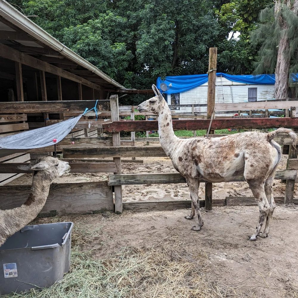 ​Happi Farm - Llama and alpaca - Community Service/Non-Profit Near Me - Davie, Florida