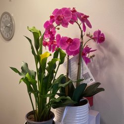 Massage Spring - Beautiful flowers