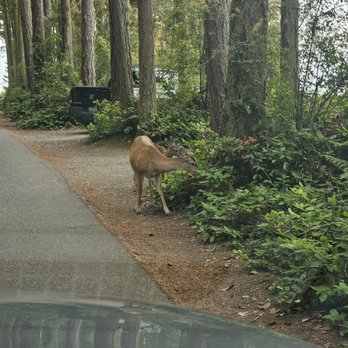 Washington Park - Deer - Parks Near Me - Anacortes, Washington