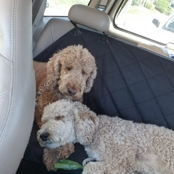Chris Latterner - Lorenzo's Dog Training Team - Enjoying car rides. - Pet Training Near Me Chris Latterner - Lorenzo's Dog Training Team - Enjoying car rides. - Pet Training Near Me